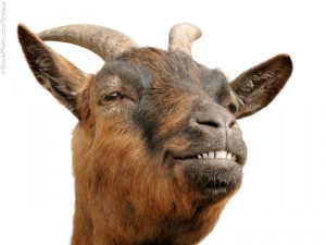 Cute animal portrait of a small goat looking happy and cheerful